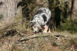 BERGER AUSTRALIEN PUPPIES 613